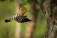 Dudek chocholaty - Upupa epops - Eurasian Hoopoe 3564